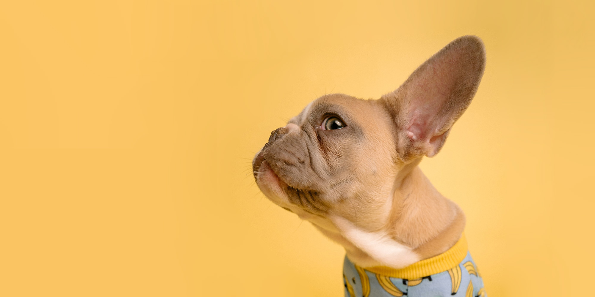 dog-with-abig-ears.jpg